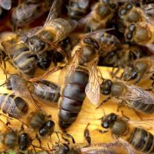 Abeja Reina Virgen