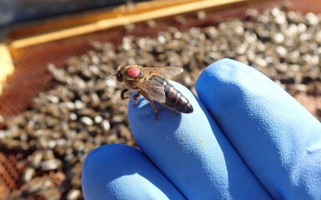 Qué debes tener en cuenta antes de comprar una abeja reina ibérica