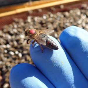 Abeja reina fecundada ibérica seleccionada